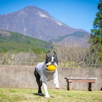 由布院温泉 湯富里の宿 一壷天 【ペットと極上STAY】 ~人気の和洋室<青碧><蘇芳><伽羅><石竹><藤黄><月白>限定~