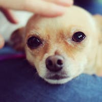 愛犬と泊まれる宿 D+KIRISHIMA 【自由旅行にお勧め!1泊朝食プラン】チェックインはのんびり!22時までOK!