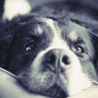 愛犬と泊まれる宿 D+KIRISHIMA 【夏旅セール】最大37%OFF!ハイクラスな贅沢旅は露天風呂付き客室と「特別なこだわり」を。
