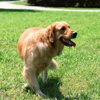 ホテルハーヴェストスキージャム勝山 【1泊2食付 ワンちゃん同宿OK!ペットルームプラン】愛犬と思い出づくり!各種ペットアメニティ付