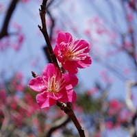 ホテルグランバッハ熱海クレッシェンド <季節特別プラン> ひと足早い伊豆の春 梅・さくら 熱海花めぐり旅 心地よい春の海