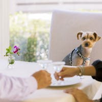 DOG SPA RESORT ALTOPIANO 【期間限定】OPEN3周年記念!9月限定アニバーサリー特別コースを満喫・・・