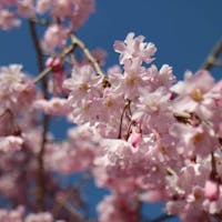 葉渡莉 【3月限定】おひとりさま最大3,300円割引!山代温泉で心をほぐす、寛ぎプライベート旅