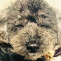 金門坑。 【ペットと贅沢のんびりSTAY】広々とした客室、洗練されたお料理に舌鼓。夕朝食付きプラン