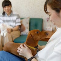 3つのドッグランを持つ愛犬・愛猫の宿 きぬ川国際ホテル お料理グレードアップ〇お食事処でペットちゃんと一緒 霧降高原牛と日光ゆばを取り入れた季節の和食膳