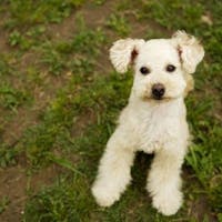 しこつ湖鶴雅リゾートスパ 水の謌 【愛犬同伴OK】ワンちゃんと過ごす寛ぎの旅!/ビュッフェ