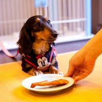 暖灯館きくのや <ペット>夕食はわんちゃんと一緒にお部屋食!「わんちゃん4大特典付きプラン」