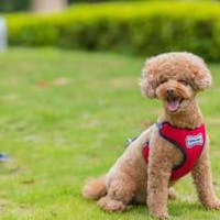コレドール湯河原 Dog&Resort 【早期14】 愛犬へのご褒美お食事付 ペットとコレドール湯河原で過ごしましょう