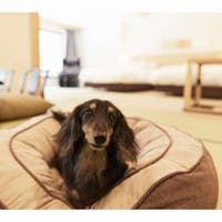 第一滝本館 「一緒に行こうね!」わんちゃんと一緒にお泊り・和洋エスニックビュッフェプラン