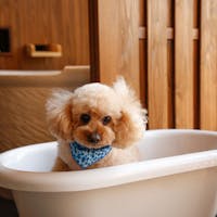 ザ・シロヤマテラス津山別邸 【わんちゃん同泊可】愛犬ともっと仲良くなるドッグフレンドリーステイ(夕朝食付)