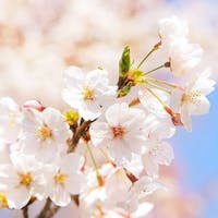 トモヤレジデンスホテル京都 二条高倉 【セレクションセール】 広々としたレジデンスの京都ステイ(朝食なし)