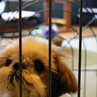 海潮園 【ペットOK】大好きなわんちゃんと一緒の部屋で宿泊 至福の会席プラン
