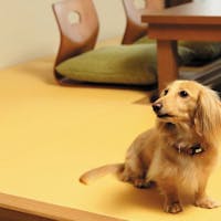 海潮園 【ペットOK】冬季限定!大好きなわんちゃんと一緒の部屋で宿泊 至福の松葉蟹会席プラン!!