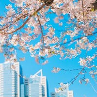 パーク ハイアット 東京 クチコミ
