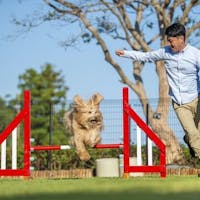 海を望む ペットと泊まれる宿 Wan's Resort(ワンズリゾート)城ヶ崎海岸(伊豆高原) 【ポイント最大10倍!タイムセール】相模湾鮮魚&国産牛を堪能!スタンダード本格フレンチ
