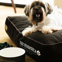 ザ・ペニンシュラ東京 【ドッグステイプラン】愛犬と一緒にラグジュアリーなご滞在を(朝食付・ポイント最大20倍プレゼント)