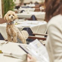 ルシアン旧軽井沢 <ペット同伴ルーム>【朝食付き】旧軽井沢で愛犬とお散歩!到着24時でもOK※小~大型犬まで可