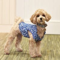 ルシアン旧軽井沢 【セレクションセール】<ペット同伴ルーム>2周年記念!ポイント最大15倍!/小~大型犬まで可