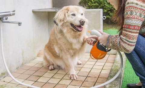 22年最新 箱根 熱海 伊豆 ペットと泊まれる宿ランキング Yahoo トラベル 22年最新 箱根 熱海 伊豆 ペットと泊まれる宿ランキング Yahoo トラベル