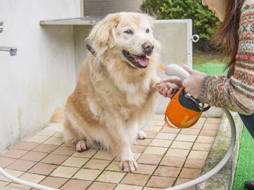 ペットと泊まれる宿 人気の宿をランキングでご紹介 Yahoo トラベル ペットと泊まれる宿 人気の宿をランキングでご紹介 Yahoo トラベル