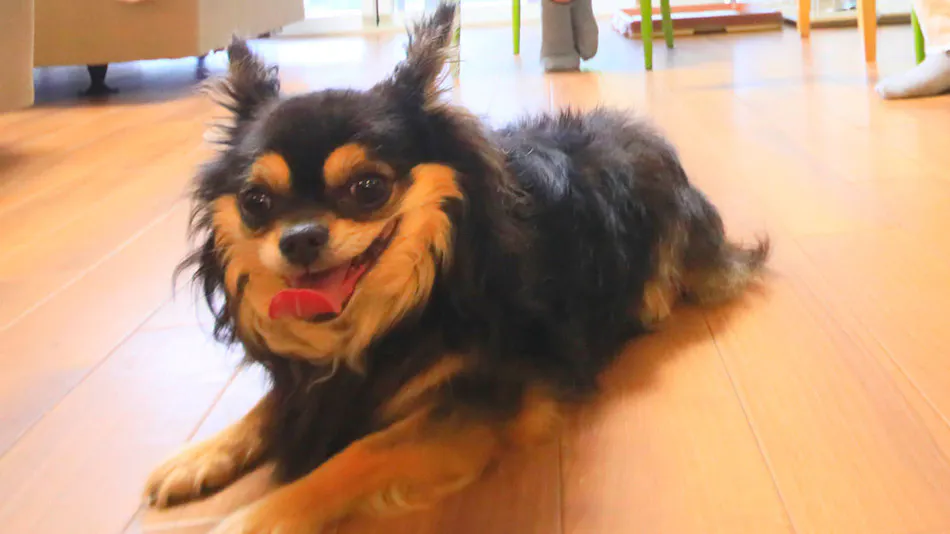 Reisenitt Kinosaki Suite VILLA