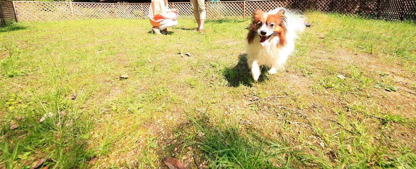 สวนสุนัข