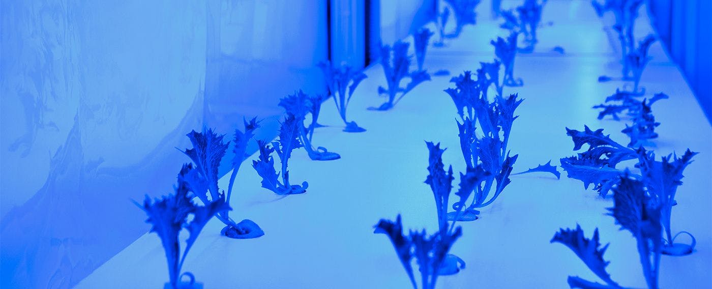 음식물 쓰레기에서 생성된 전기를 이용한 상추 재배.