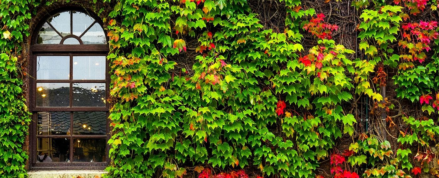 壁面を覆う蔦