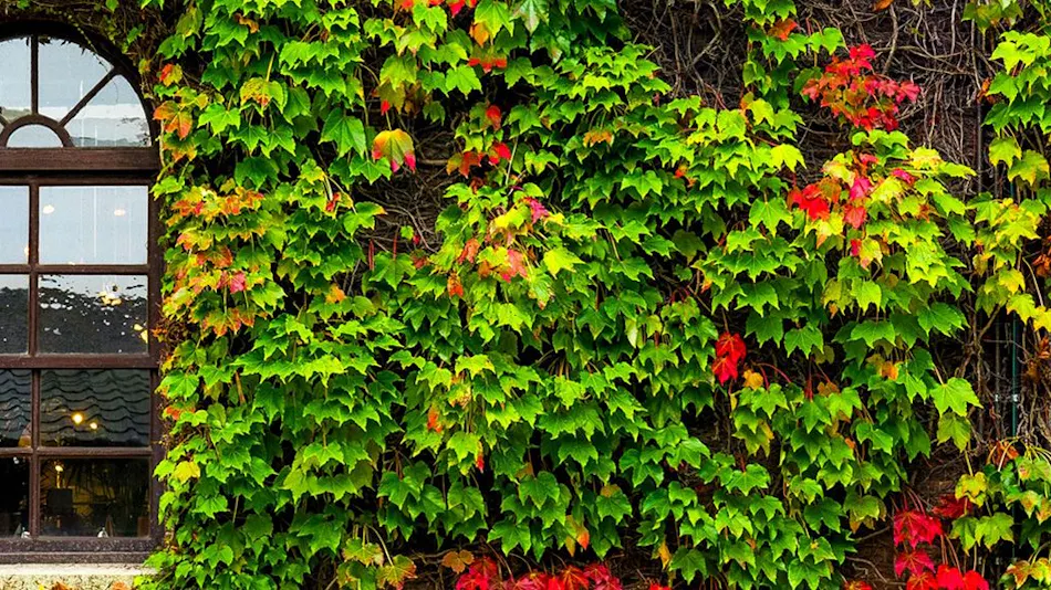 Kurashiki Ivy Square