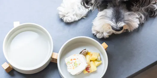 hotel anddoggy Kyoto Nijo