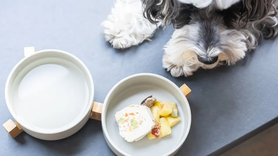 hotel anddoggy Kyoto Nijo
