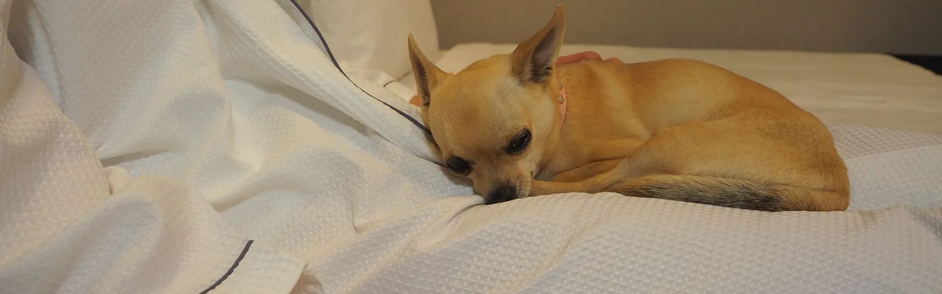 イチホテル浅草橋