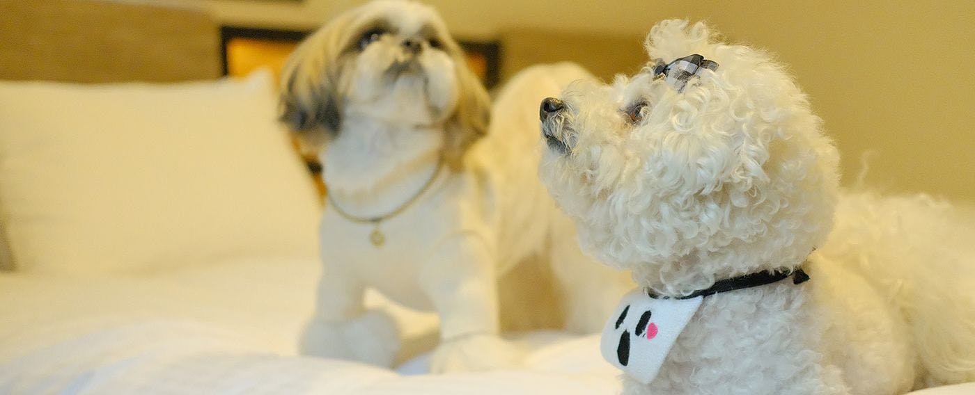 ドッグフレンドリーホテル