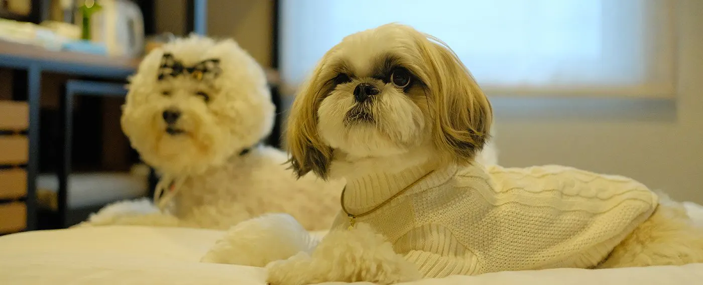 ドッグフレンドリーホテル