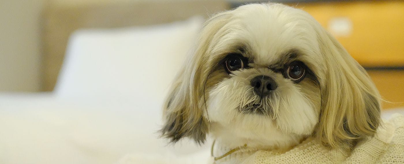 ドッグフレンドリーホテル