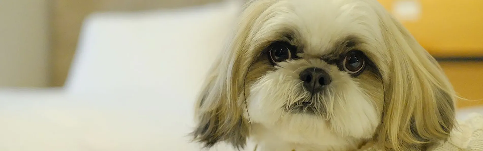 イチホテル浅草橋