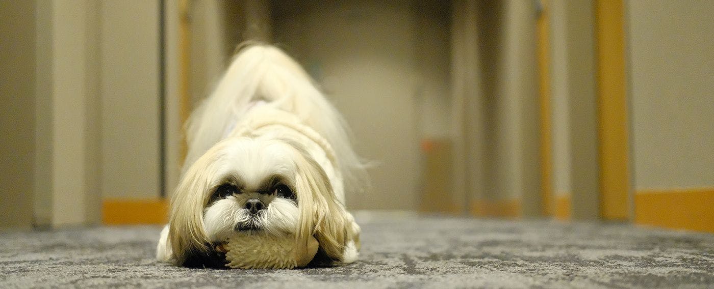 ドッグフレンドリーホテル