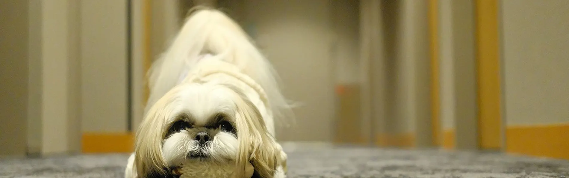 イチホテル浅草橋