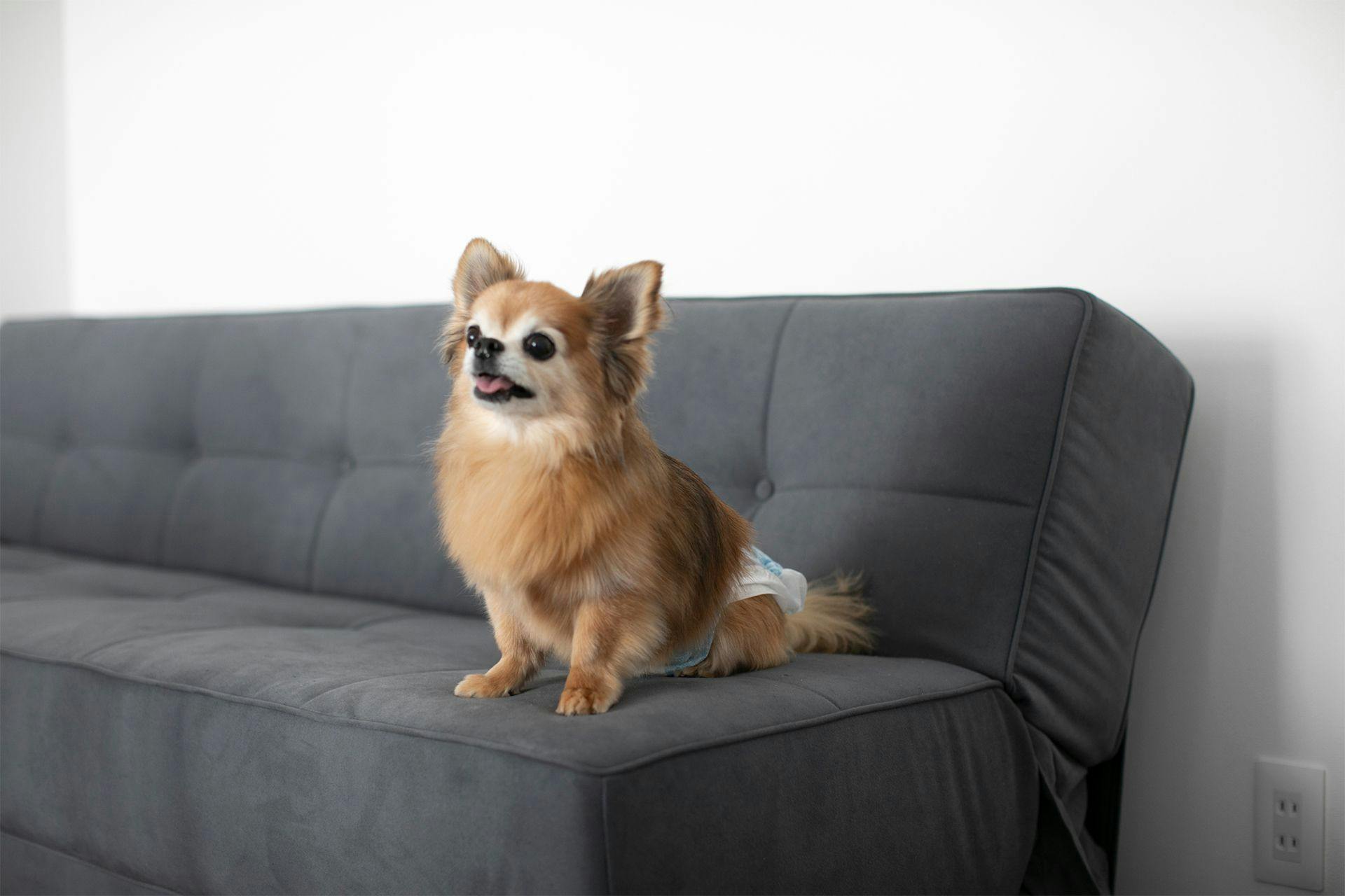 ペットのある風景