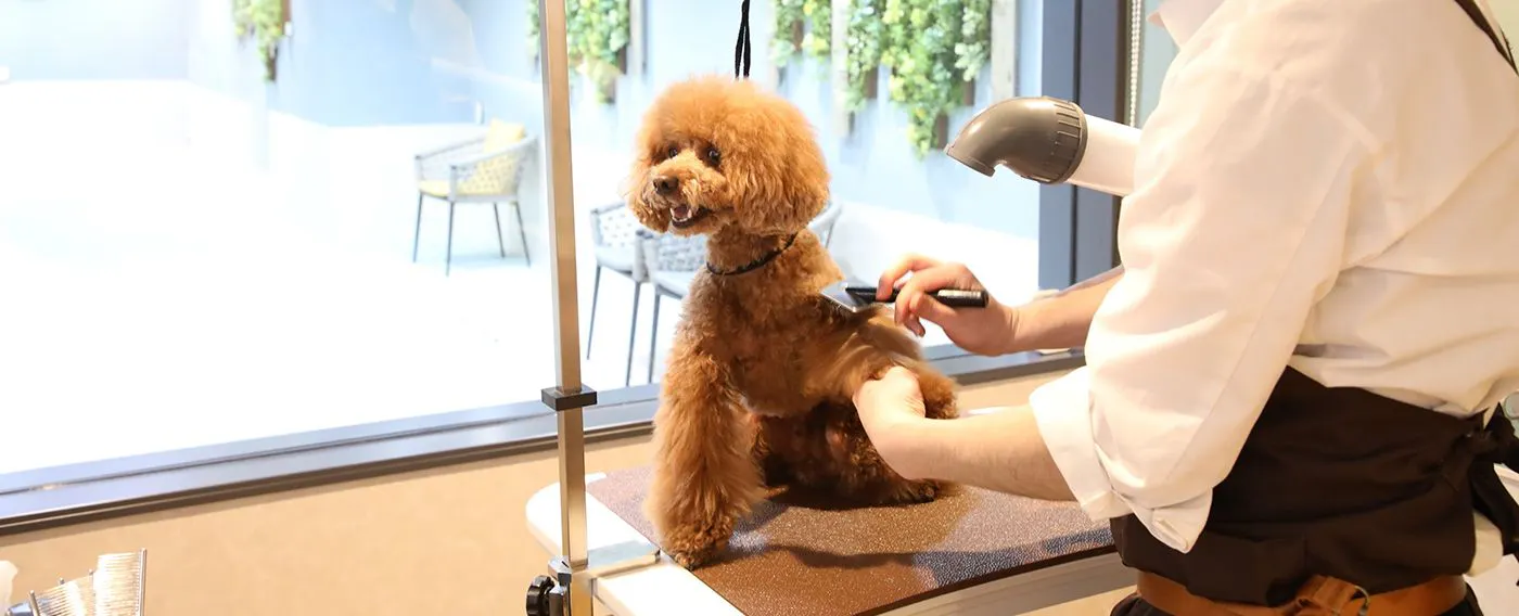 シャンプー&グルーミング