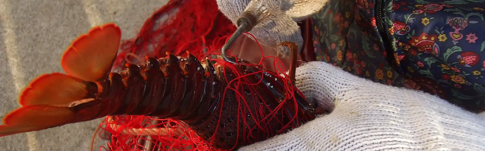 伊勢海老漁体験