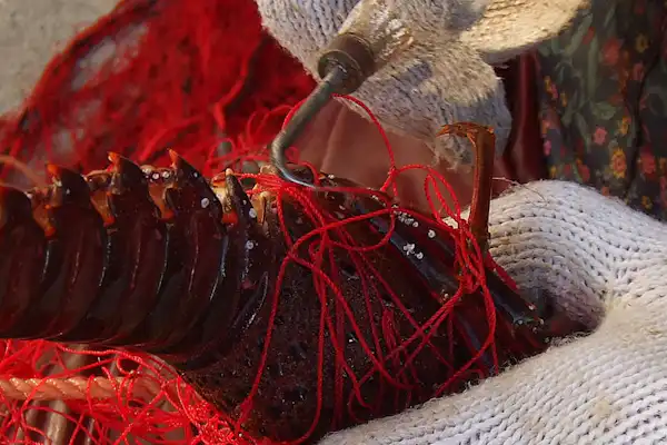 ประสบการณ์การจับกุ้งมังกรอิเสะ.