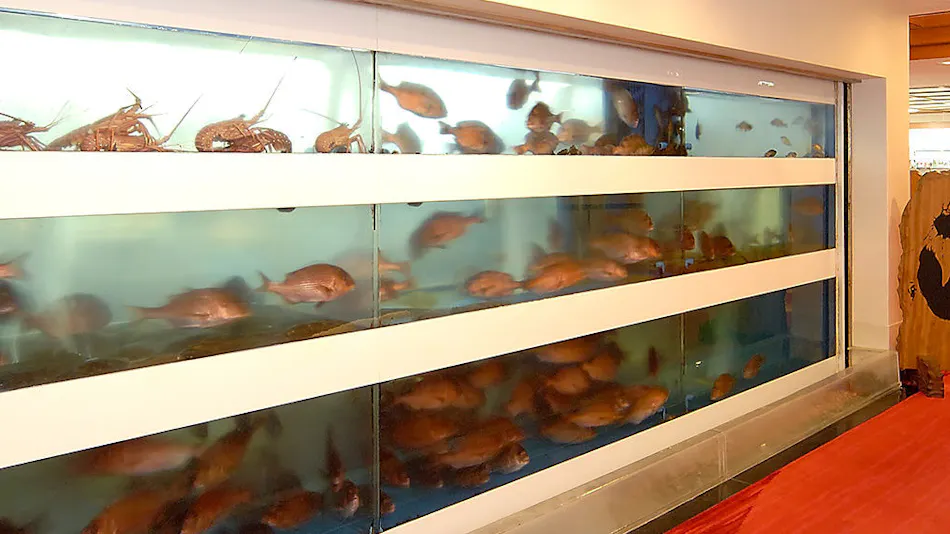 Mifune of Live Fish
