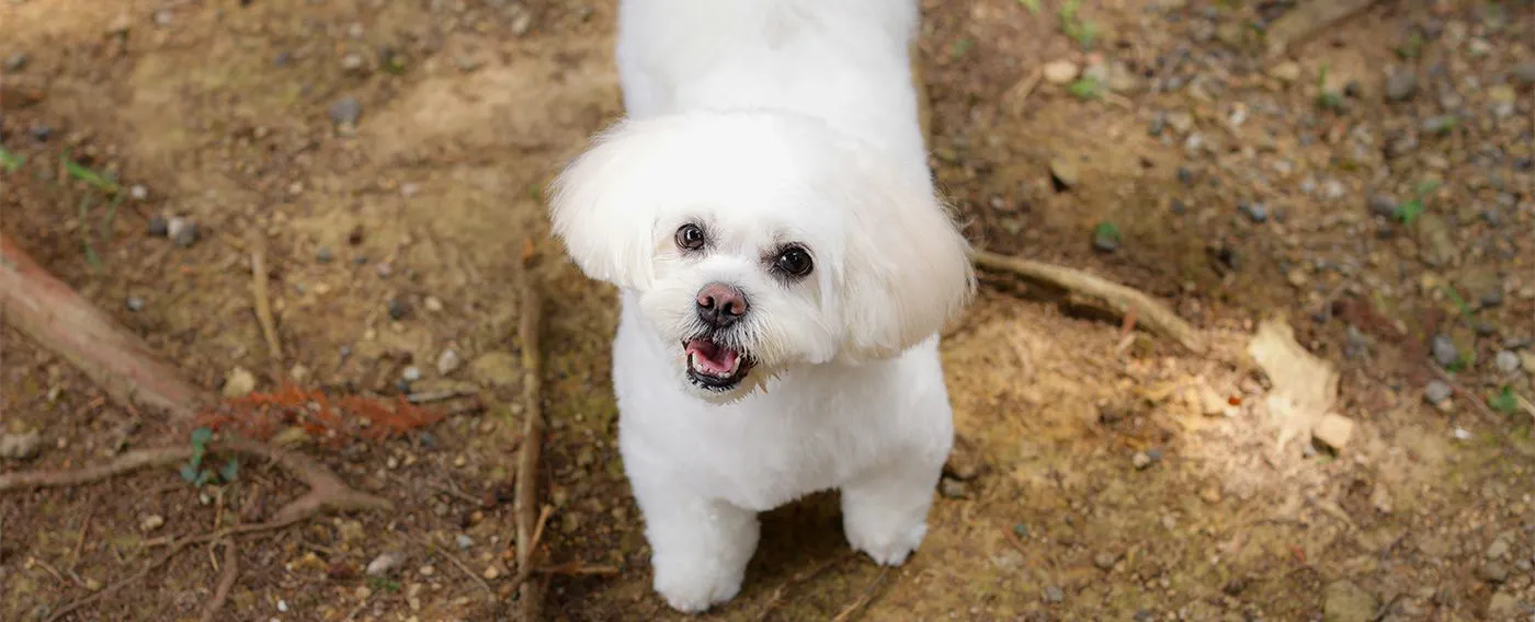 愛犬と過ごせる館