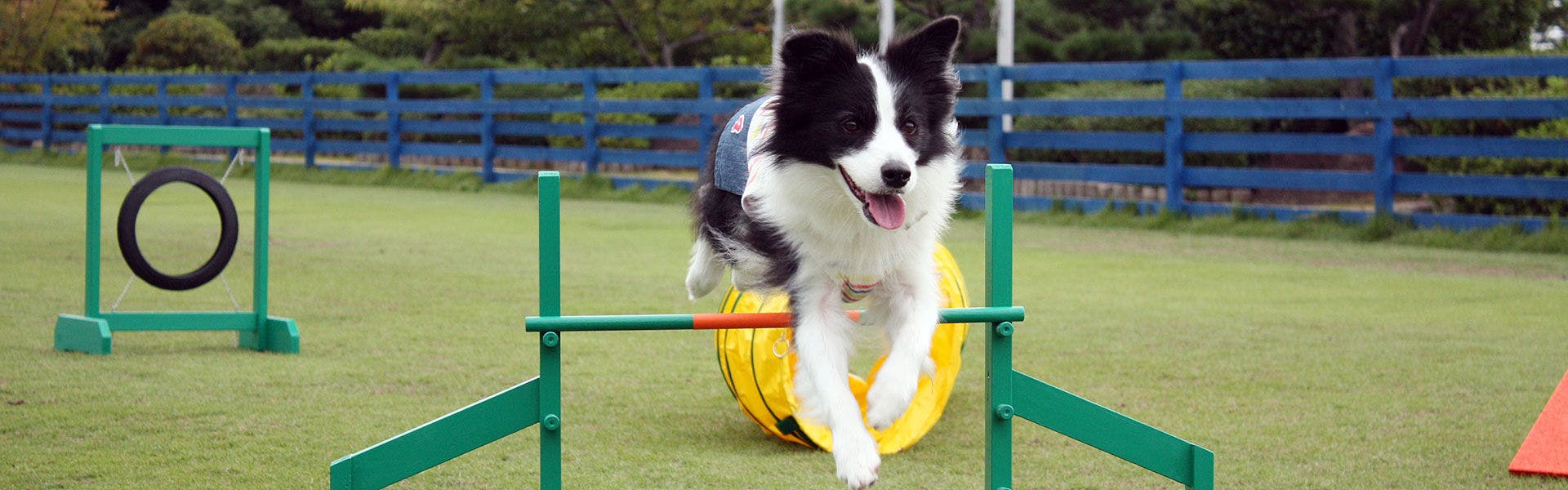 四国 ペットと泊まれる宿 宿泊予約は 一休 Com