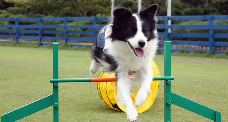 四国 ペットと泊まれる宿 宿泊予約は 一休 Com 四国 ペットと泊まれる宿 宿泊予約は 一休 Com