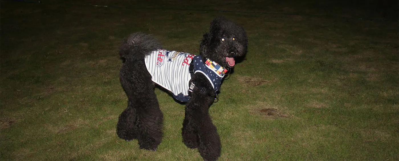 天然芝ドッグラン