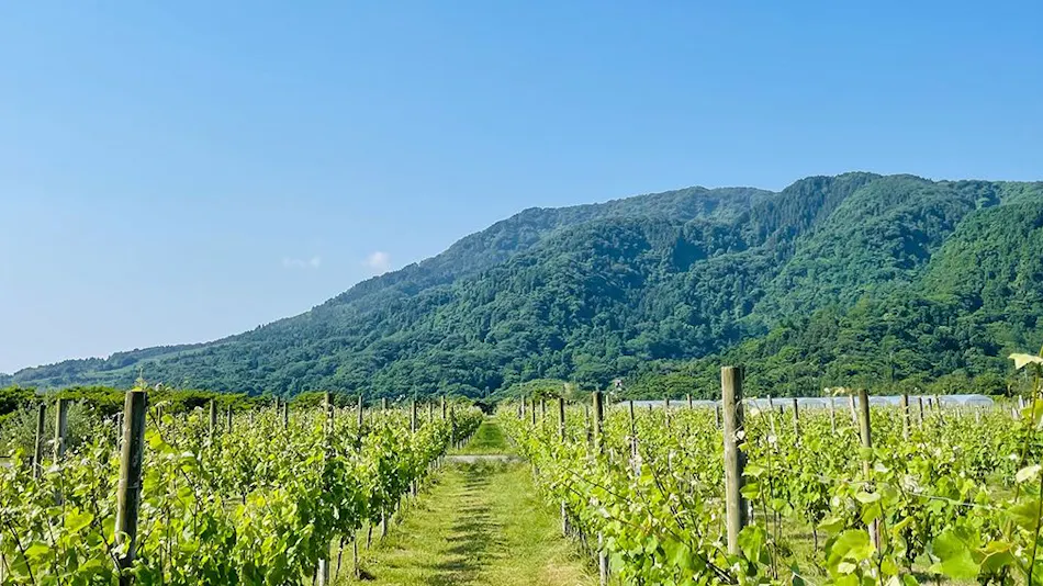 Cave d'Occi Vinespa