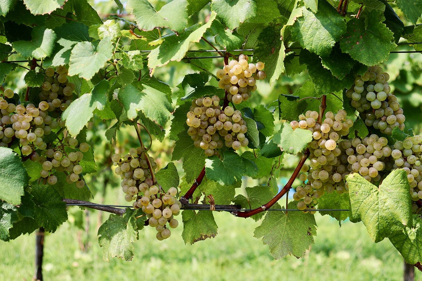 カーブドッチワイナリー