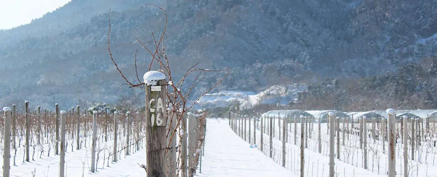 カーブドッチワイナリー